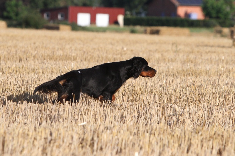 TR. CH. Leia Des Hauts De Taulisse