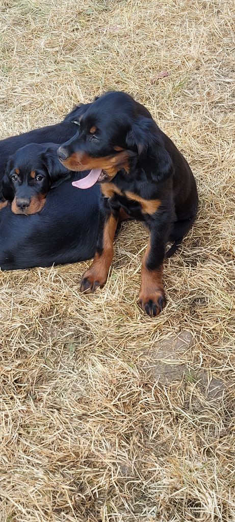 Chiot femelle à céder 