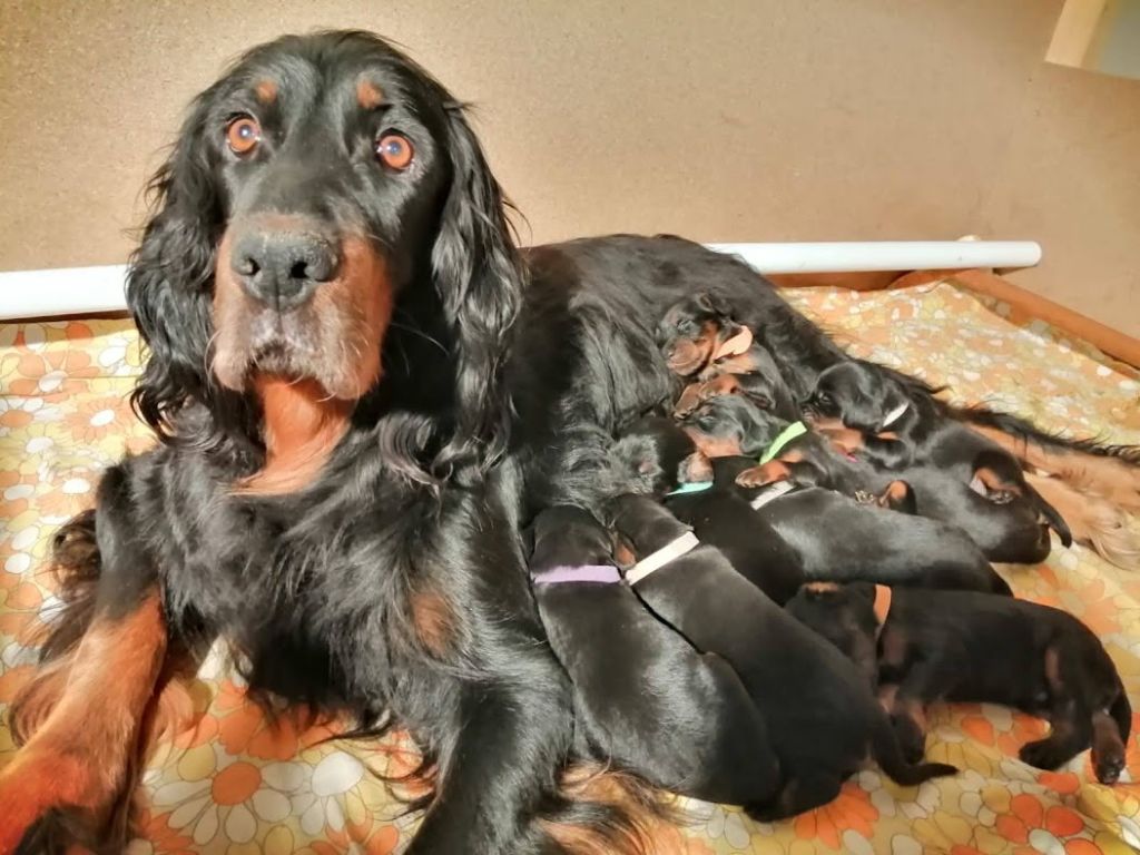 Chiot Setter Gordon Des Hauts De Taulisse